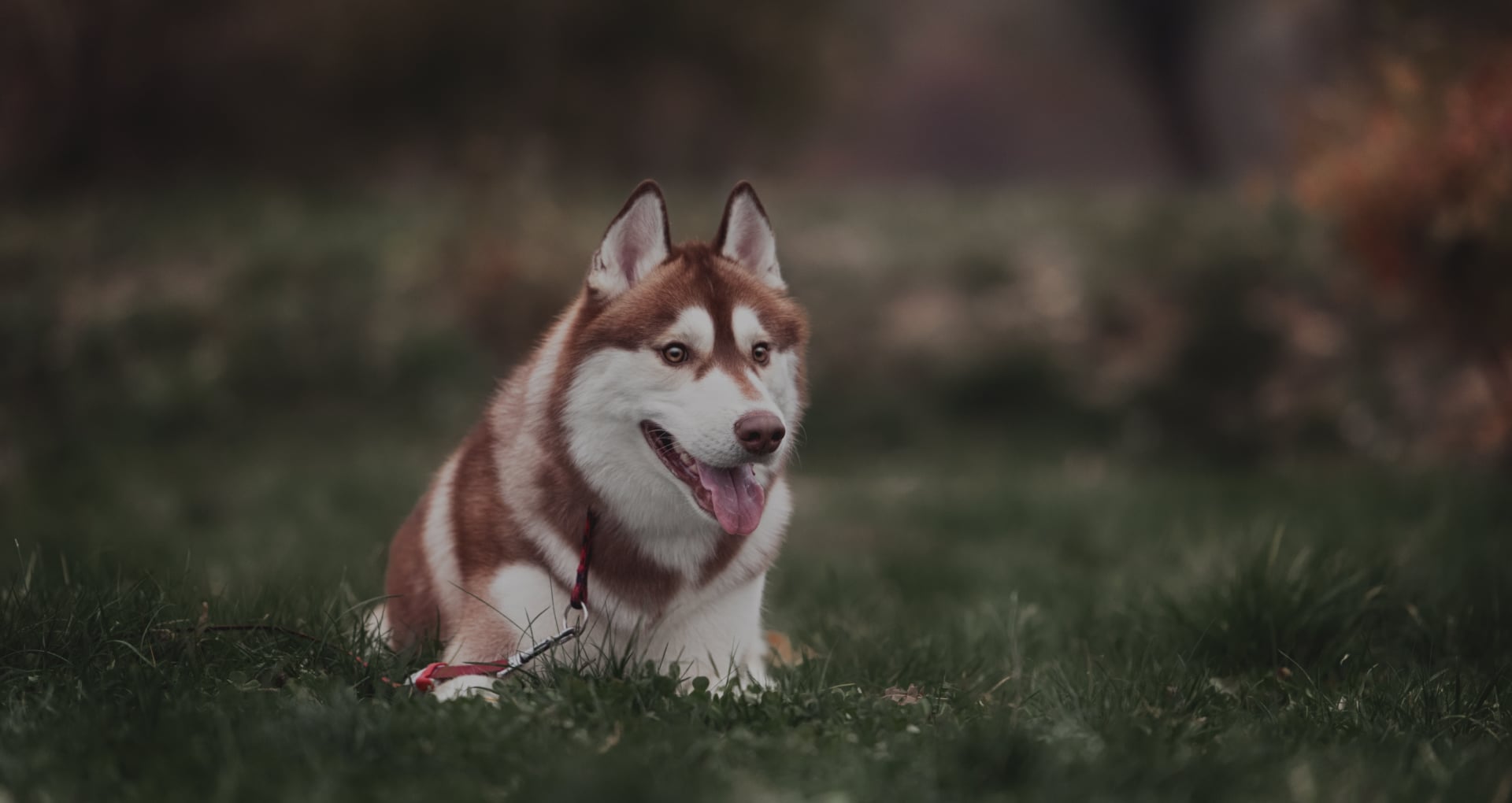 Eutanasia de Mascotas